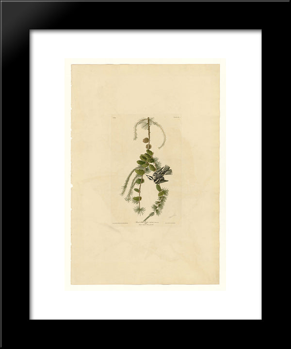Plate 90 Black & White Creeper 20x24 Black Modern Wood Framed Art Print Poster by Audubon, John James