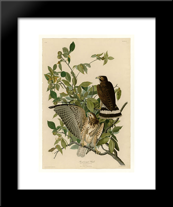 Plate 91 Broad-Winged Hawk 20x24 Black Modern Wood Framed Art Print Poster by Audubon, John James