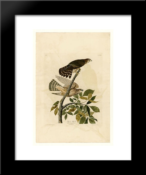 Plate 92 Pigeon Hawk 20x24 Black Modern Wood Framed Art Print Poster by Audubon, John James