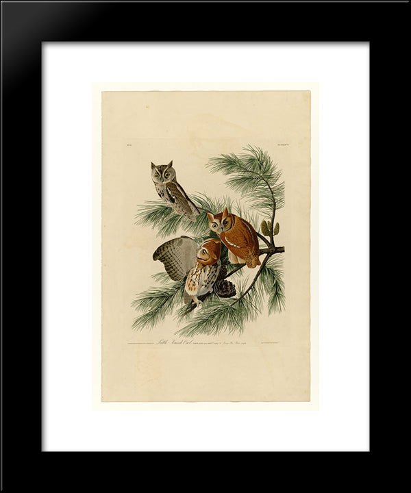 Plate 97 Little Screech Owl 20x24 Black Modern Wood Framed Art Print Poster by Audubon, John James