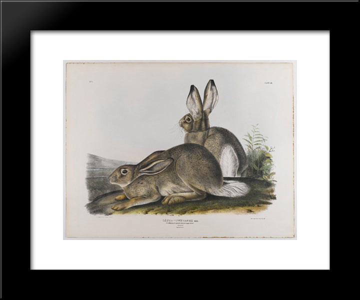Townsend'S Rocky Mountain Hare 20x24 Black Modern Wood Framed Art Print Poster by Audubon, John James