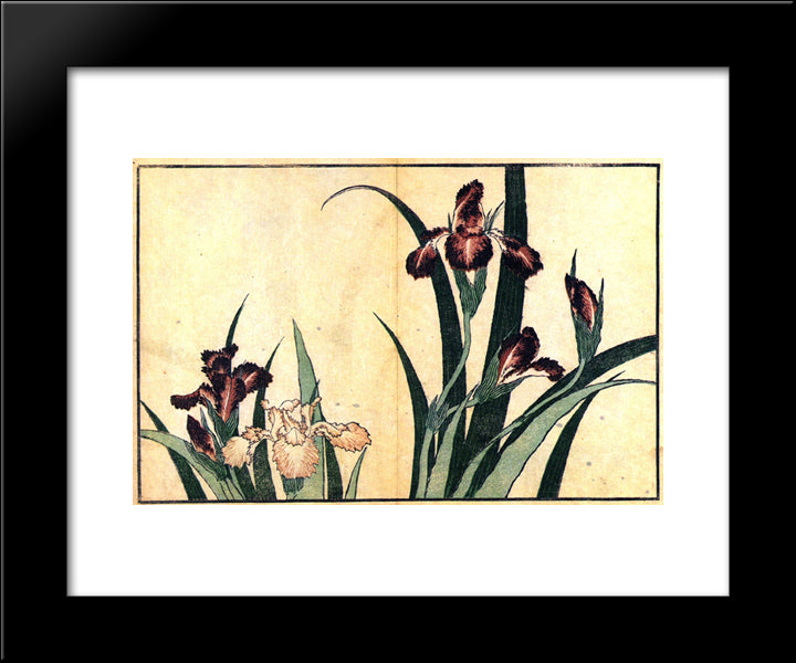 Irises 20x24 Black Modern Wood Framed Art Print Poster by Hokusai, Katsushika