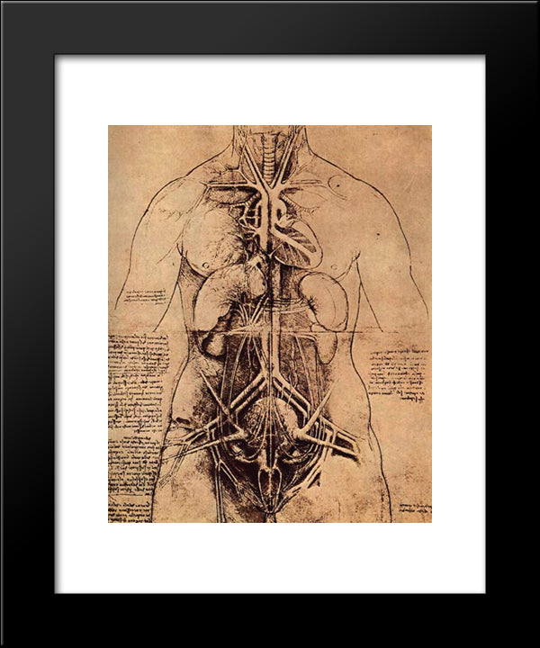 Drawing Of A Woman'S Torso 20x24 Black Modern Wood Framed Art Print Poster by da Vinci, Leonardo