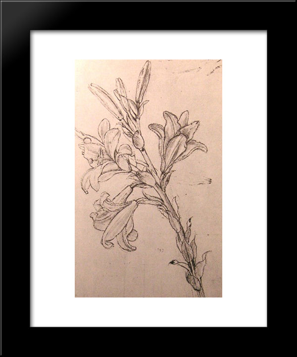 Drawing Of Lilies, For An Annunciation 20x24 Black Modern Wood Framed Art Print Poster by da Vinci, Leonardo
