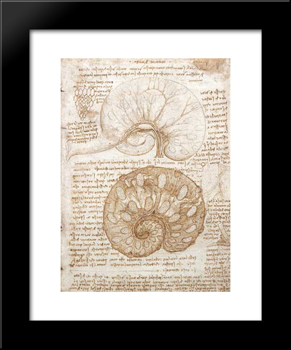 Drawing Of The Uterus Of A Pregnant Cow 20x24 Black Modern Wood Framed Art Print Poster by da Vinci, Leonardo