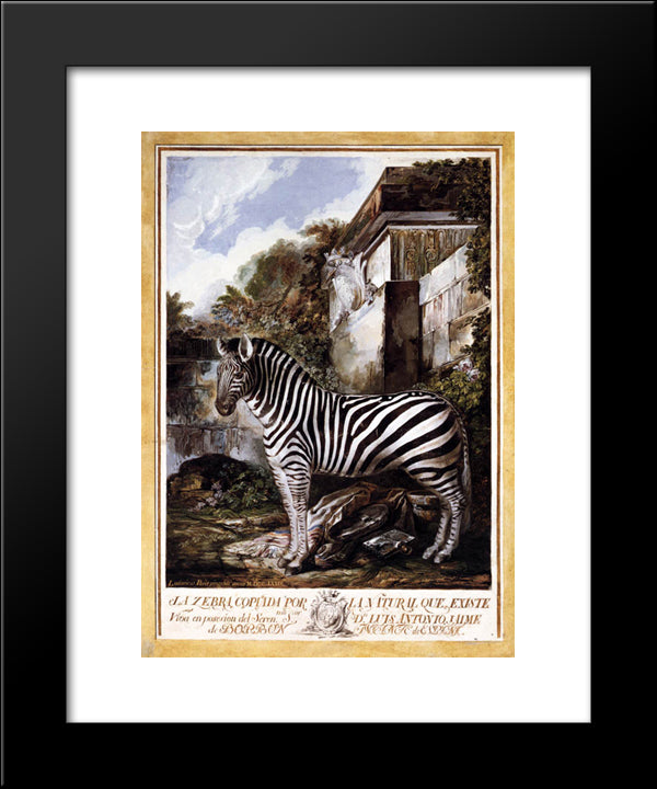 Zebra 20x24 Black Modern Wood Framed Art Print Poster by Paret y Alcazar, Luis