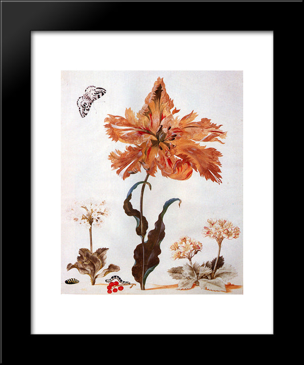 A Parrot Tulip, Auriculas, And Red Currants, With A Magpie Moth, Its Caterpillar And Pupa 20x24 Black Modern Wood Framed Art Print Poster by Merian, Maria Sibylla