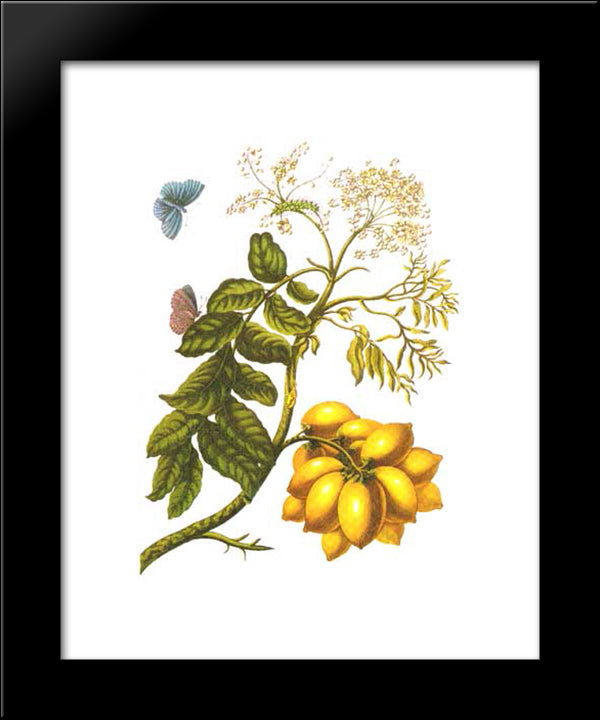From Metamorphosis Insectorum Surinamensium, Plate Xiii. (Spondias Purpurea) 20x24 Black Modern Wood Framed Art Print Poster by Merian, Maria Sibylla