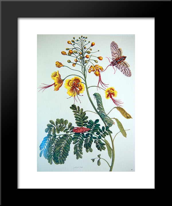 From Metamorphosis Insectorum Surinamensium, Plate Xlv 20x24 Black Modern Wood Framed Art Print Poster by Merian, Maria Sibylla