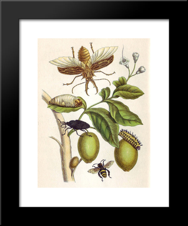 From Metamorphosis Insectorum Surinamensium, Plate Xlviii 20x24 Black Modern Wood Framed Art Print Poster by Merian, Maria Sibylla