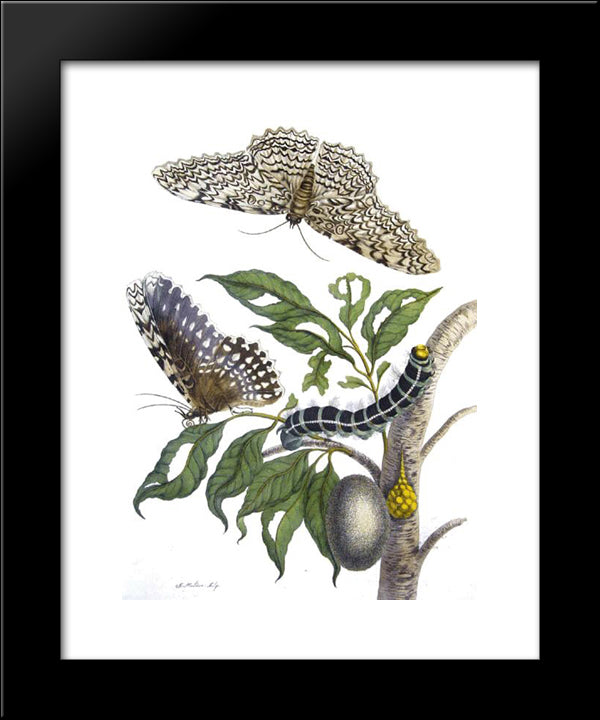 From Metamorphosis Insectorum Surinamensium, Plate Xx. (Thysania Agrippina) 20x24 Black Modern Wood Framed Art Print Poster by Merian, Maria Sibylla