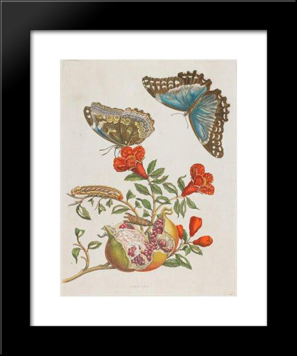 Granatapfel 20x24 Black Modern Wood Framed Art Print Poster by Merian, Maria Sibylla