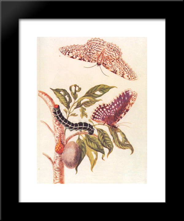 Metamorphosis Of A Butterfly 20x24 Black Modern Wood Framed Art Print Poster by Merian, Maria Sibylla
