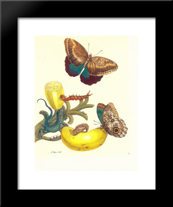 Plate #23- Musa Paradisiaca, Caligo Teucer And Cnemidophorus Lemniscatus 20x24 Black Modern Wood Framed Art Print Poster by Merian, Maria Sibylla