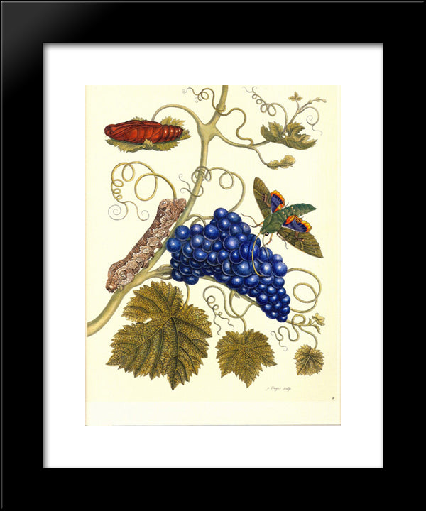 Plate Of A Moth (Eumorpha Labruscae) That Feeds On Grape (Vitis Vinifera) 20x24 Black Modern Wood Framed Art Print Poster by Merian, Maria Sibylla