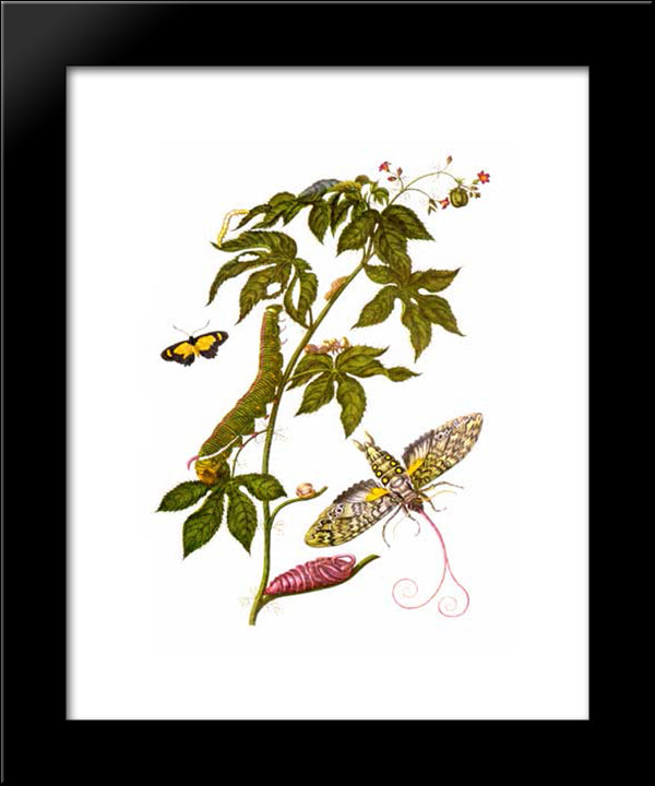Plate Showing Stages Of Cocytius Antaeus, From Metamorphosis Insectorum Surinamensium 20x24 Black Modern Wood Framed Art Print Poster by Merian, Maria Sibylla
