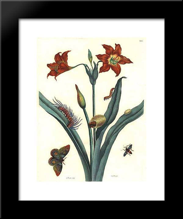 Rote Lilie 20x24 Black Modern Wood Framed Art Print Poster by Merian, Maria Sibylla