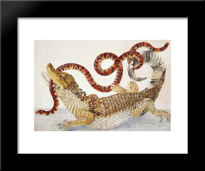 Spectacled Caiman (Caiman Crocodilus) And A False Coral Snake (Anilius Scytale) 20x24 Black Modern Wood Framed Art Print Poster by Merian, Maria Sibylla