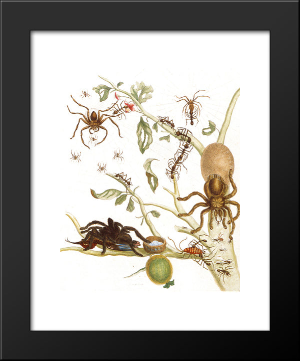 Spiders, Ants And Hummingbird On A Branch Of A Guava 20x24 Black Modern Wood Framed Art Print Poster by Merian, Maria Sibylla
