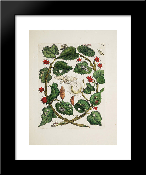 Unknown Title 20x24 Black Modern Wood Framed Art Print Poster by Merian, Maria Sibylla