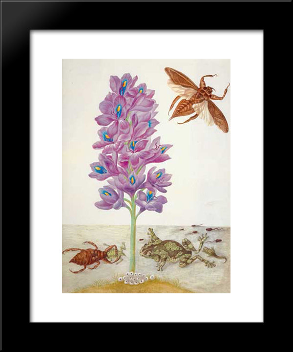 Wasserskorpion, Frosche, Kaulquappen Und Wasserhyazinthe 20x24 Black Modern Wood Framed Art Print Poster by Merian, Maria Sibylla