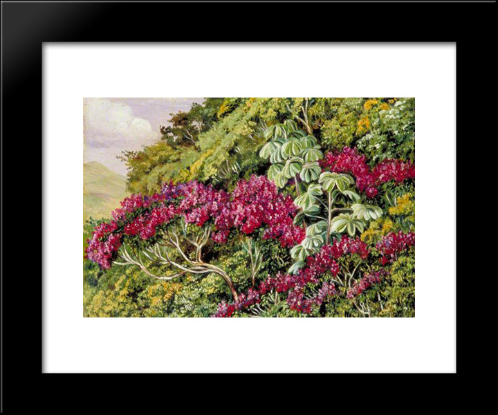 A Bank Of Quaresma And Trumpet Trees, Brazil 20x24 Black Modern Wood Framed Art Print Poster by North, Marianne
