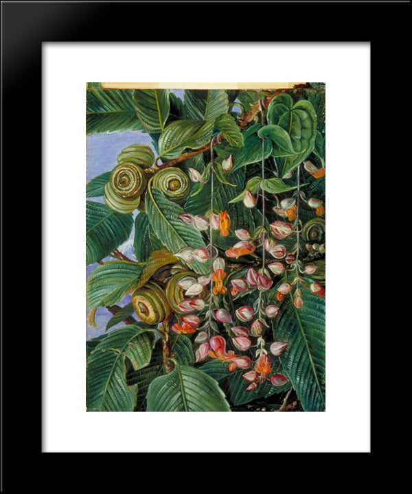 A Darjeeling Oak Festooned With A Climber 20x24 Black Modern Wood Framed Art Print Poster by North, Marianne