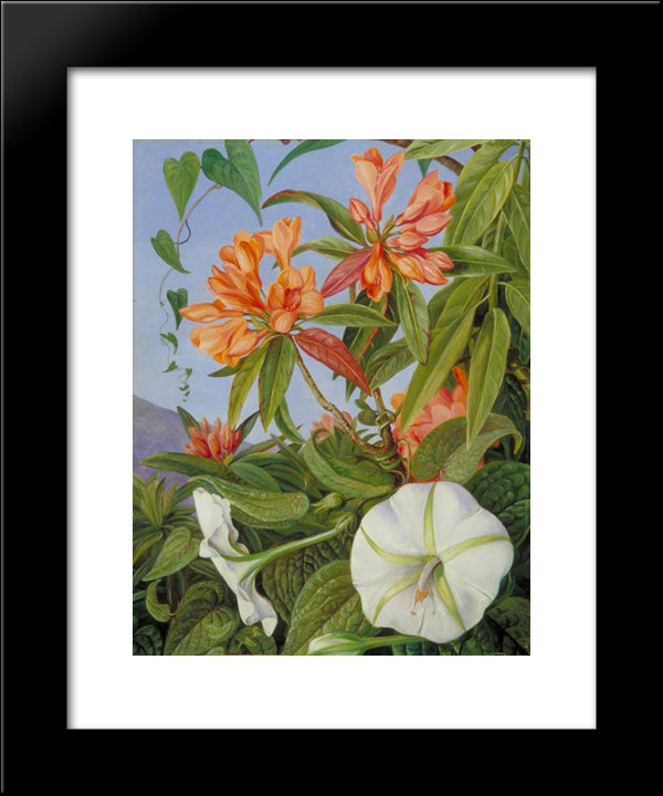 A Javan Rhododendron And Ipomoea 20x24 Black Modern Wood Framed Art Print Poster by North, Marianne