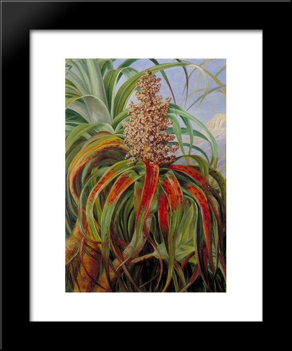 A New Zealand Dracophyllum 20x24 Black Modern Wood Framed Art Print Poster by North, Marianne