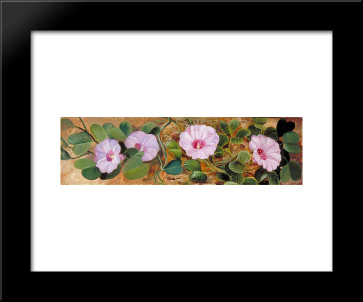 A Sand-Binding Plant Of Tropical Shores 20x24 Black Modern Wood Framed Art Print Poster by North, Marianne