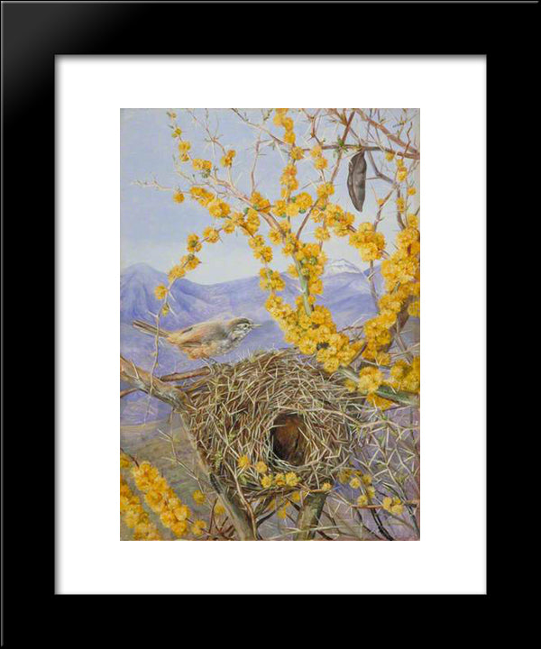 Armed Bird'S Nest In Acacia Bush, Chile 20x24 Black Modern Wood Framed Art Print Poster by North, Marianne