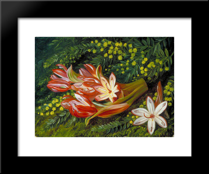 Australian Spear Lily And An Acacia 20x24 Black Modern Wood Framed Art Print Poster by North, Marianne