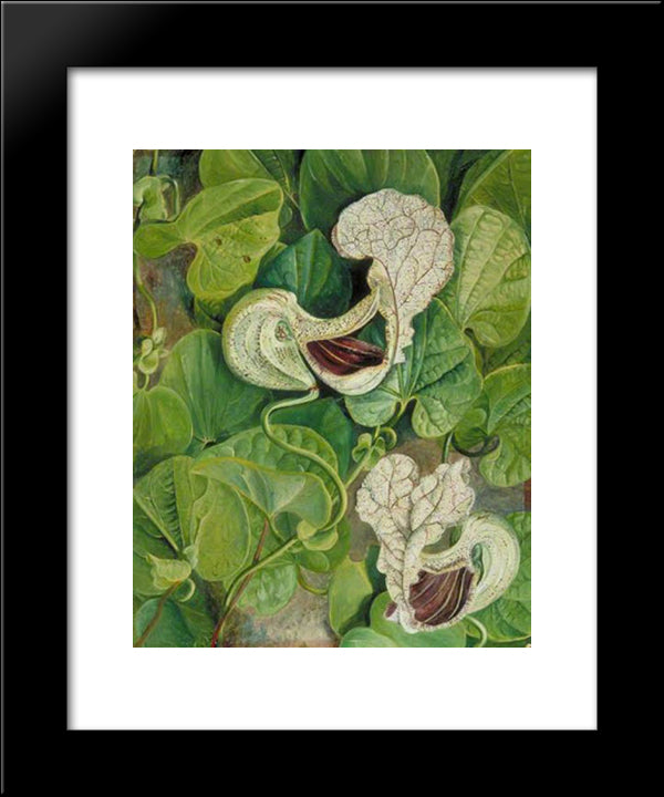 Carnivorous Flower 20x24 Black Modern Wood Framed Art Print Poster by North, Marianne