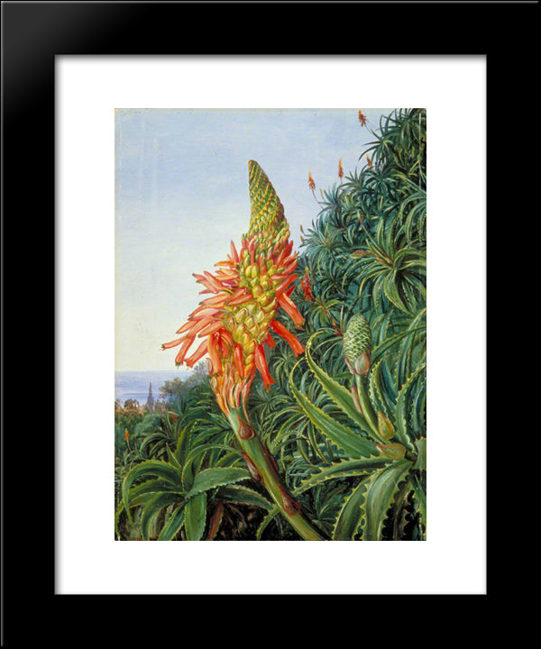 Common Aloe In Flower, Teneriffe 20x24 Black Modern Wood Framed Art Print Poster by North, Marianne
