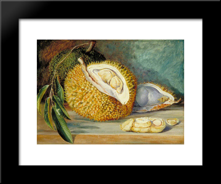Durian Fruit From A Large Tree, Sarawak, Borneo 20x24 Black Modern Wood Framed Art Print Poster by North, Marianne