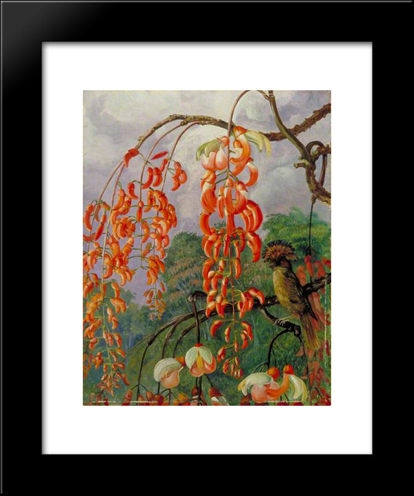 Flowers Of A Coral Tree And King Of The Flycatchers, Brazil 20x24 Black Modern Wood Framed Art Print Poster by North, Marianne