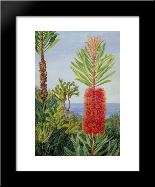 Flowers Of A West Australian Shrub And Kangaroo Feet 20x24 Black Modern Wood Framed Art Print Poster by North, Marianne