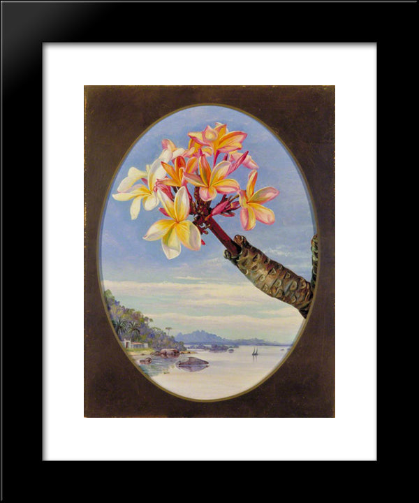 Flowers Of Jasmine Mango Or Frangipani, Brazil 20x24 Black Modern Wood Framed Art Print Poster by North, Marianne