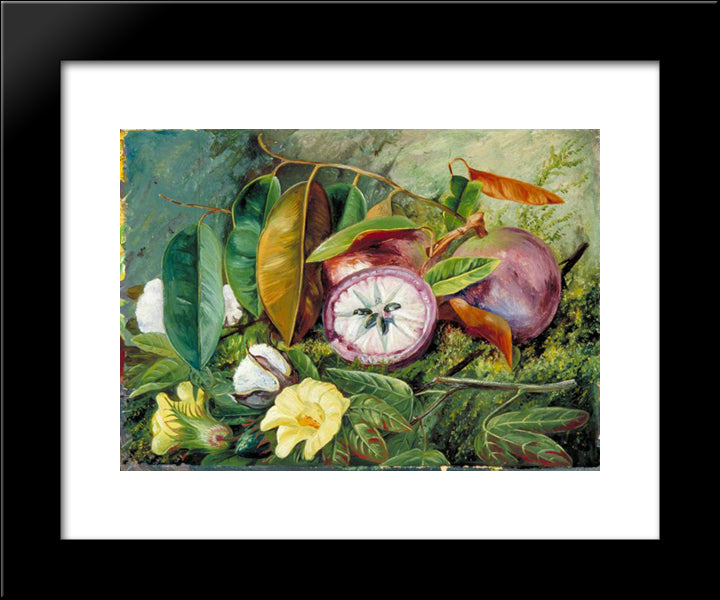 Foliage, Flowers And Seed-Vessels Of Cotton And Fruit Of Star Apple, Jamaica 20x24 Black Modern Wood Framed Art Print Poster by North, Marianne