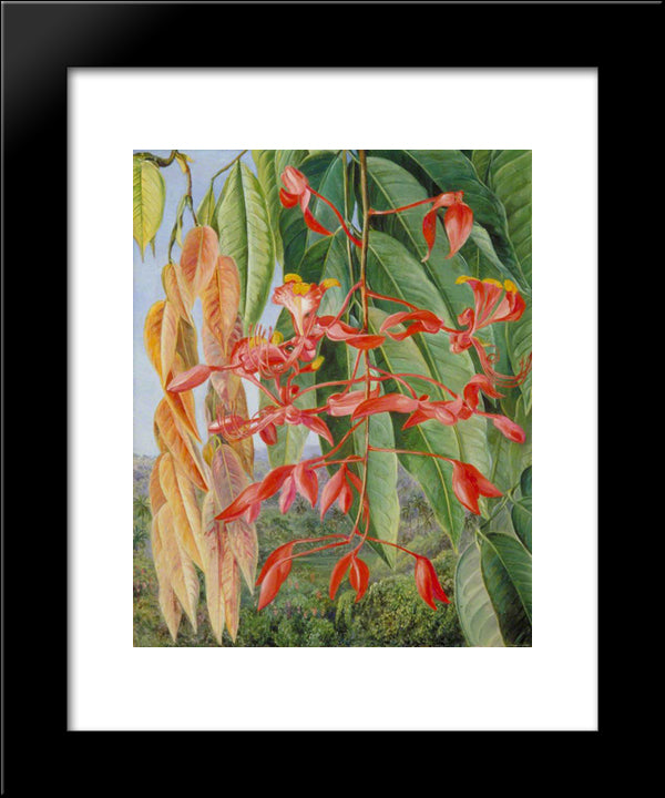 Foliage And Flowers Of The Burmese Thaw-Ka Or Soka 20x24 Black Modern Wood Framed Art Print Poster by North, Marianne