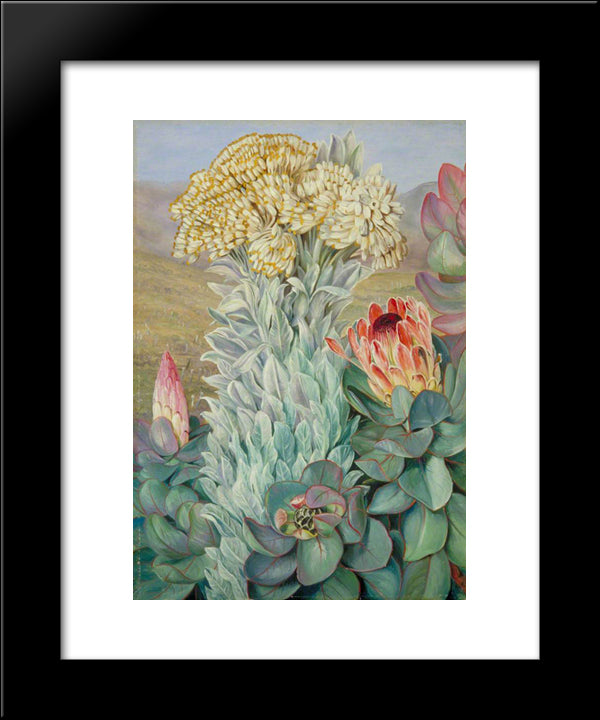 Giant Everlasting And Protea On The Hills Near Port Elizabeth 20x24 Black Modern Wood Framed Art Print Poster by North, Marianne