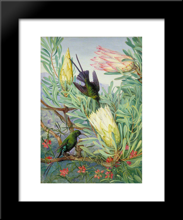 Honeyflowers And Honeysuckers, South Africa 20x24 Black Modern Wood Framed Art Print Poster by North, Marianne