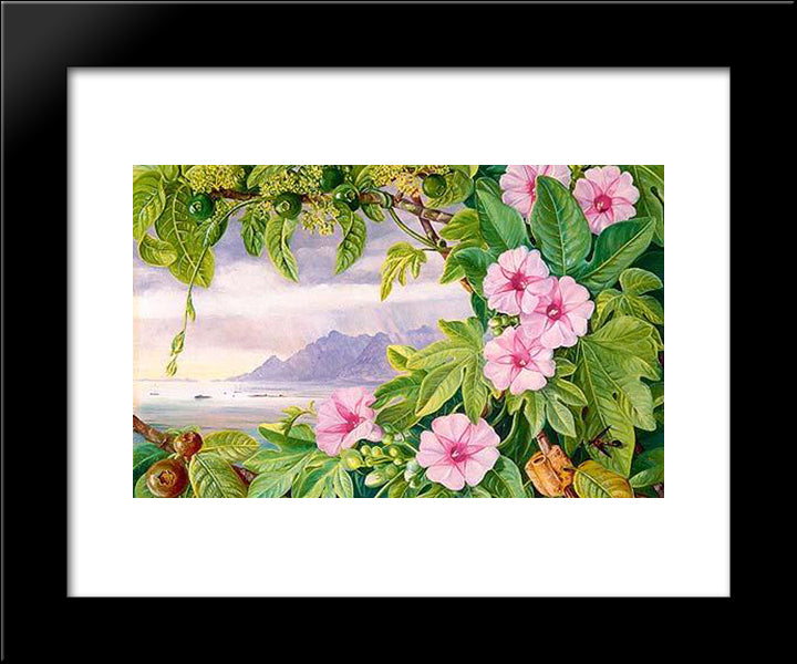 Ipomoea And Vavangue With Mahe Harbour In The Distance 20x24 Black Modern Wood Framed Art Print Poster by North, Marianne