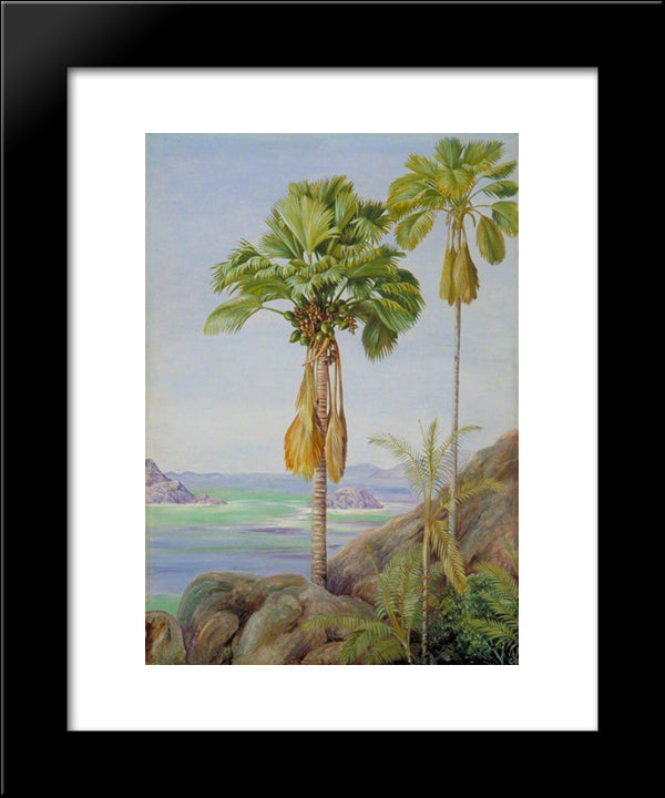 Male And Female Trees Of The Coco De Mer In Praslin 20x24 Black Modern Wood Framed Art Print Poster by North, Marianne