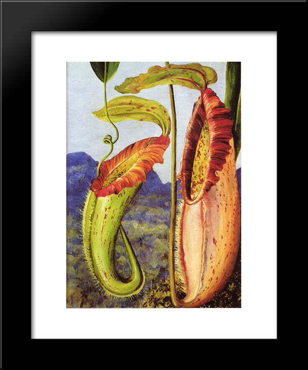 Nepenthes Northiana 20x24 Black Modern Wood Framed Art Print Poster by North, Marianne
