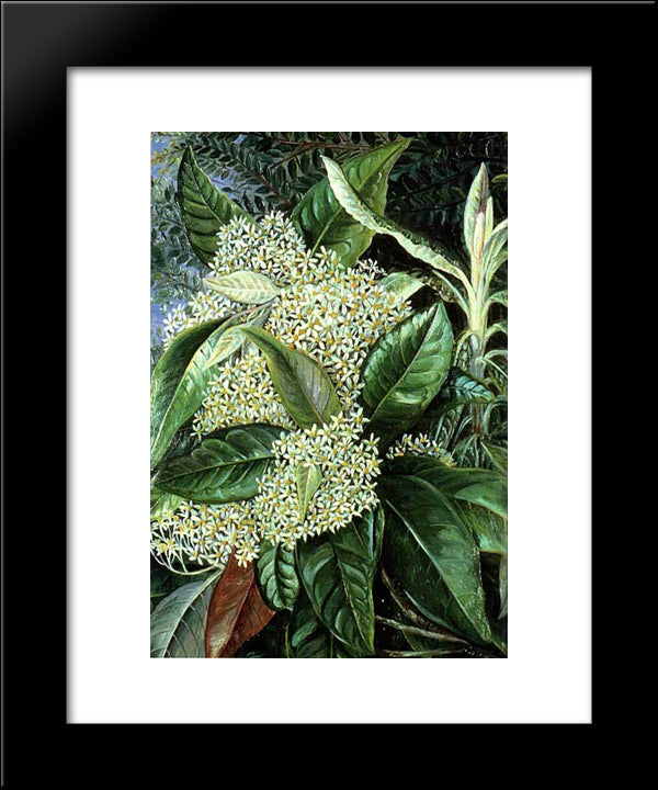 Olearia Argophylla 20x24 Black Modern Wood Framed Art Print Poster by North, Marianne