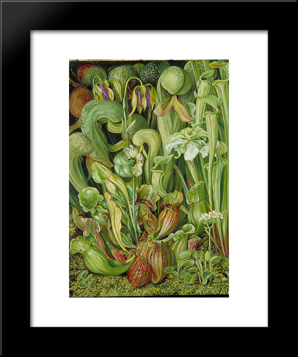 Orchids 20x24 Black Modern Wood Framed Art Print Poster by North, Marianne