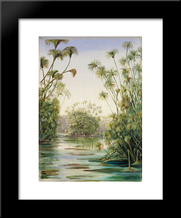 Papyrus Or Paper Reed Growing In The Ciane, Sicily 20x24 Black Modern Wood Framed Art Print Poster by North, Marianne