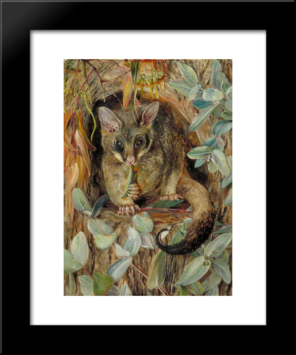 Possum Up A Gum Tree 20x24 Black Modern Wood Framed Art Print Poster by North, Marianne