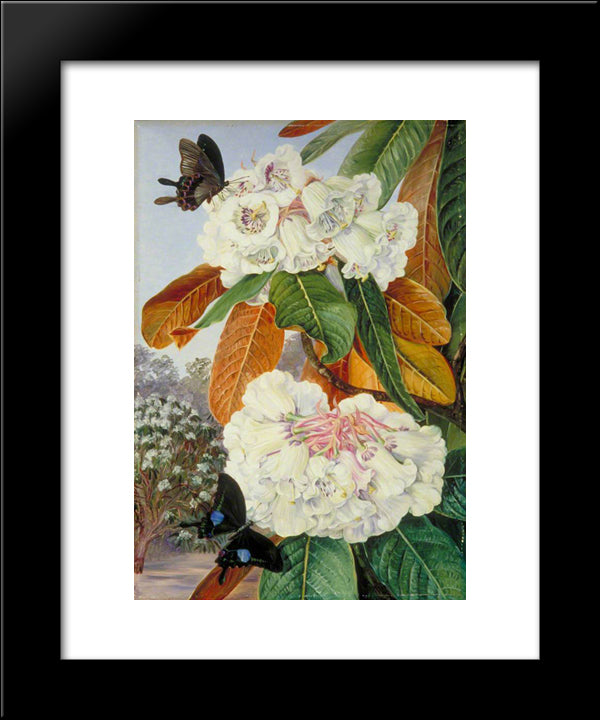Rhododendron Falconeri From The Mountains Of North India 20x24 Black Modern Wood Framed Art Print Poster by North, Marianne